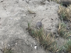 Little Desert Pocket Mouse photo 3