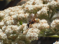 Euodynerus hidalgo viereckii