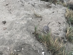 Little Desert Pocket Mouse photo 2