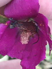 Typocerus acuticauda