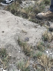 Little Desert Pocket Mouse photo 1