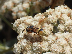 Euodynerus hidalgo viereckii
