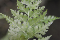 Dennstaedtia wilfordii