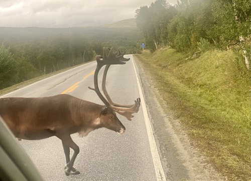 Caribou