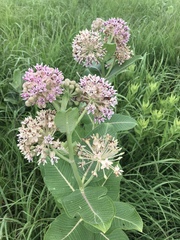 Asclepias speciosa × syriaca
