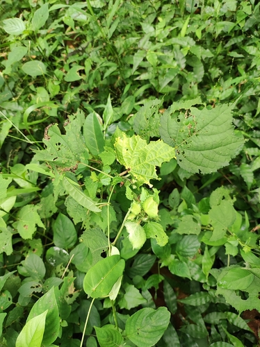 Triumfetta rhomboidea iNat (2)