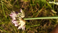 Allium cretaceum