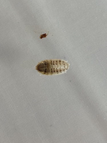 Porcellio albinus