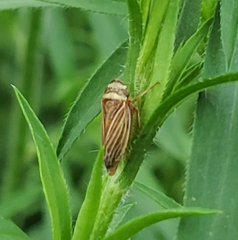Aphrodinae