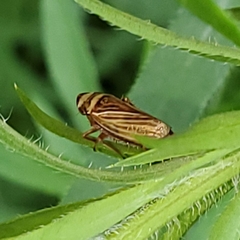 Aphrodinae