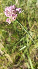 Allium cretaceum