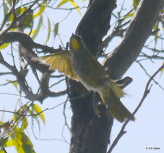Nesoptilotis flavicollis