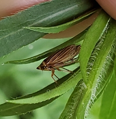 Aphrodinae