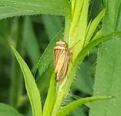 Aphrodinae