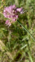 Allium cretaceum