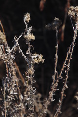 Pseudognaphalium undulatum