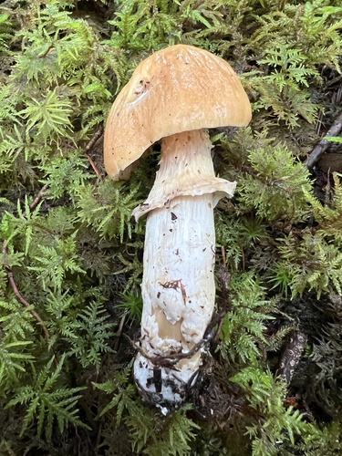 Cortinarius caperatus