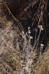 Pseudognaphalium undulatum