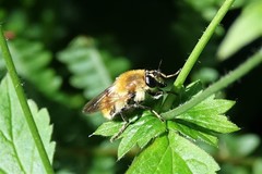Criorhina floccosa