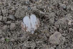 Lomographa semiclarata