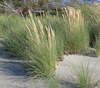 European Marram Grass - Photo (c) sea-kangaroo, some rights reserved (CC BY-NC-ND), uploaded by sea-kangaroo