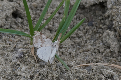 Lomographa semiclarata