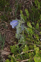 Campanula alpina