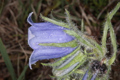 Campanula alpina