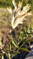 Astragalus zingeri
