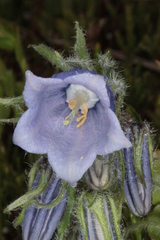 Campanula alpina