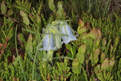 Campanula alpina