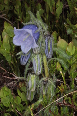 Campanula alpina