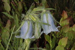 Campanula alpina