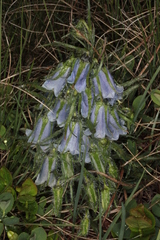 Campanula alpina