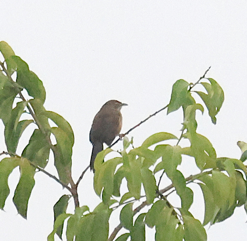 Moustached Grass-Warbler