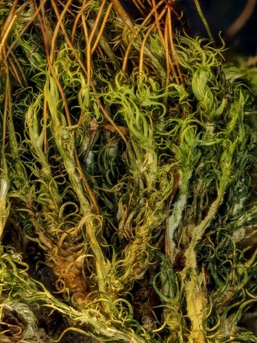 Dicranum brevifolium observed 2024-07-12