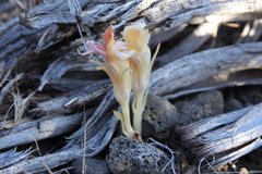 Aphyllon corymbosum