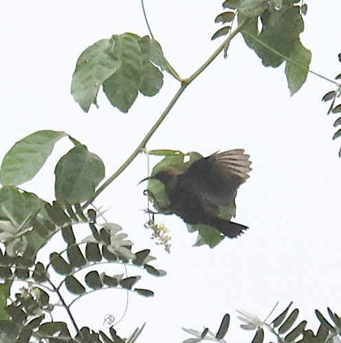 Copper Sunbird
