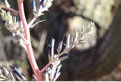 Puya coerulea
