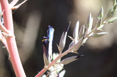 Puya coerulea