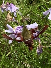 Hemaris gracilis