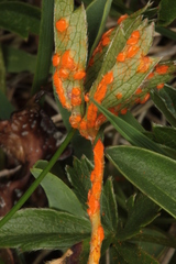 Phragmidium tormentillae