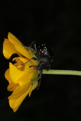 Otiorhynchus gemmatus