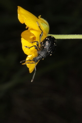 Otiorhynchus gemmatus