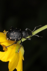 Otiorhynchus gemmatus