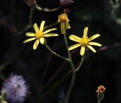 Senecio hastatus