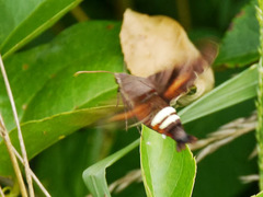 Amphion floridensis