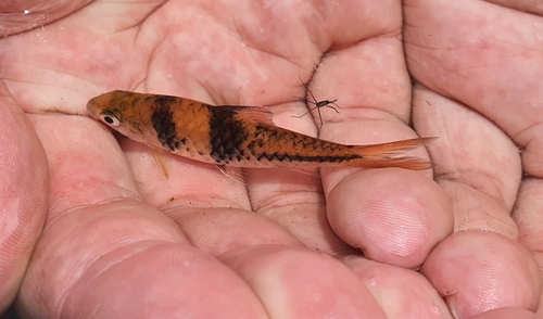 Spanner barb (Barbodes lateristriga) — Cyprinidae — 2