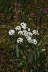 Perideridia bolanderi