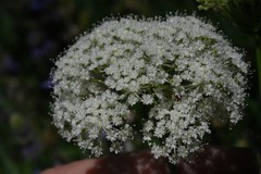 Perideridia bolanderi